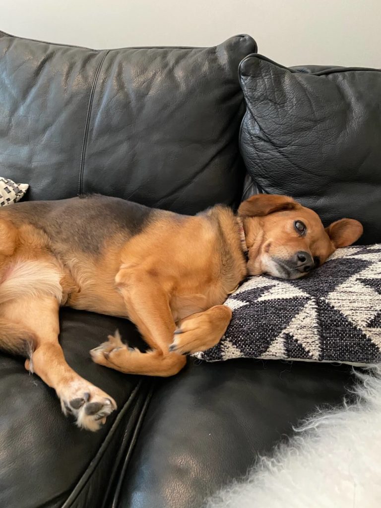 Sage the dog sleeping on a pillow